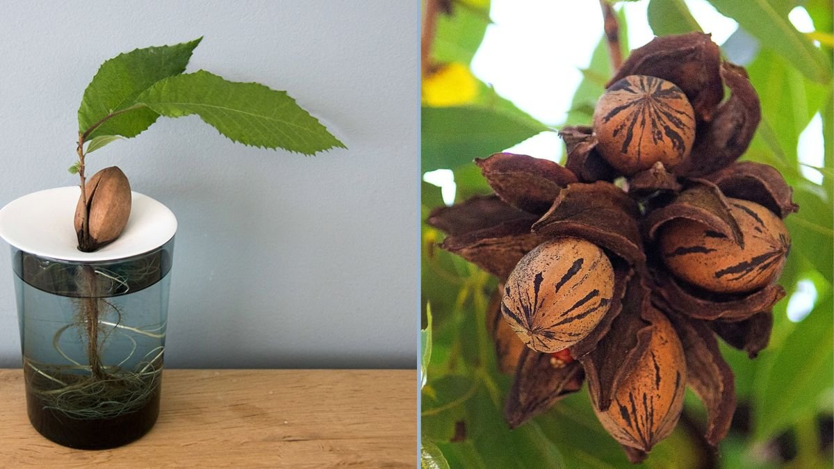 My Proven Pecan Germination Project: How to Successfully Grow Pecan Trees  from Seeds - Bademiya