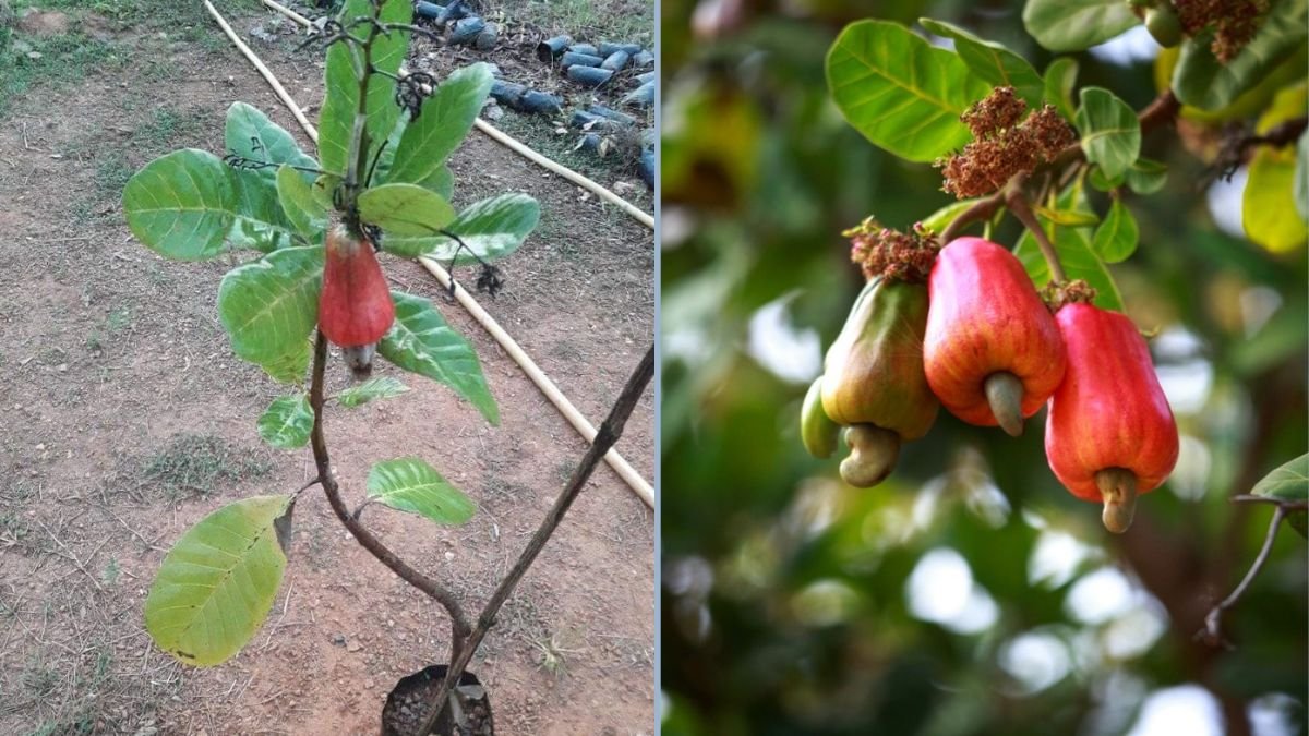 Nuts about cashews | Tanzania-Experience, image size:1200x675