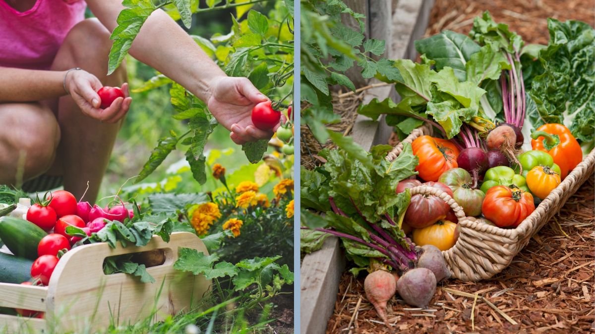 How to Tell When Fruits and Vegetables Are Ready to Harvest