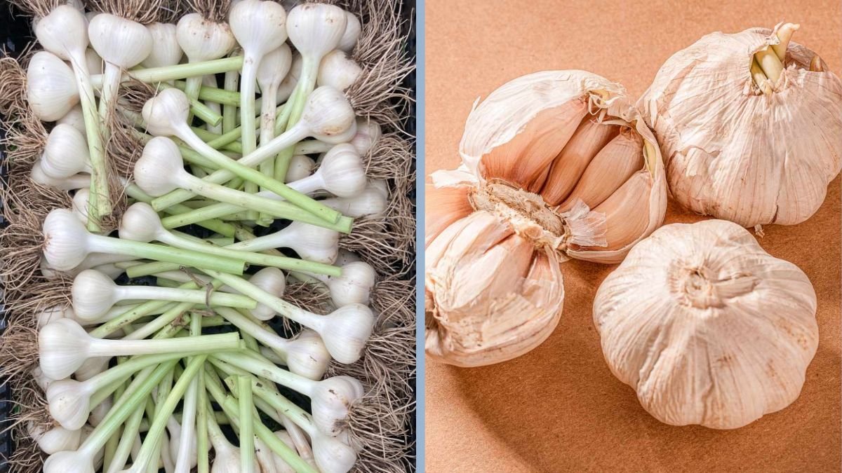 How to Store Onions and Garlic Without Sprouting