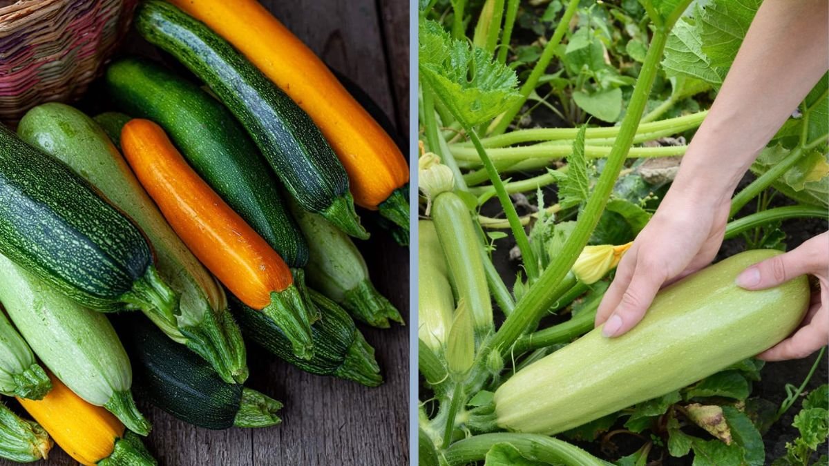 How to Pick Zucchini at the Perfect Size