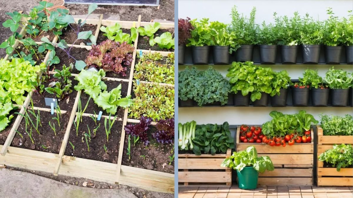 The Best Vegetables for Small-Space Gardens