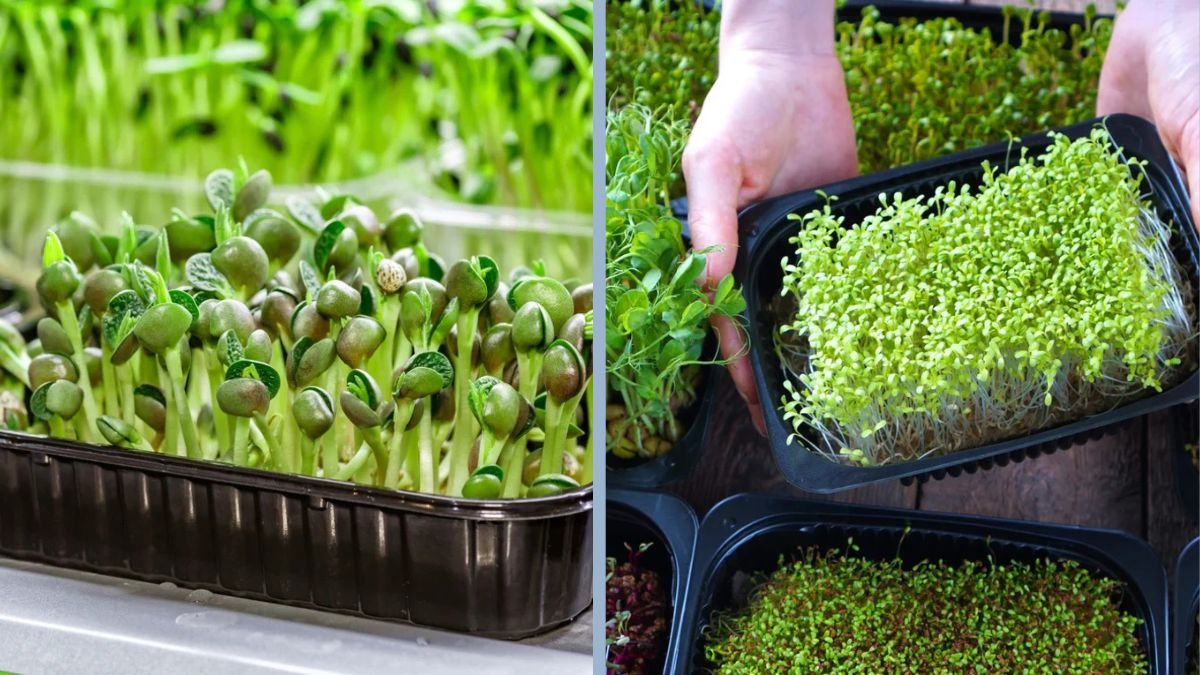 How to Grow Microgreens Indoors for Daily Nutrition
