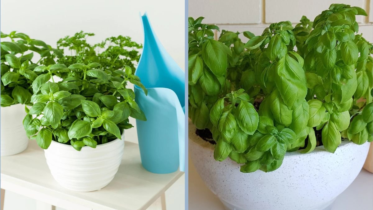 How to Grow Fresh Basil Indoors Year-Round