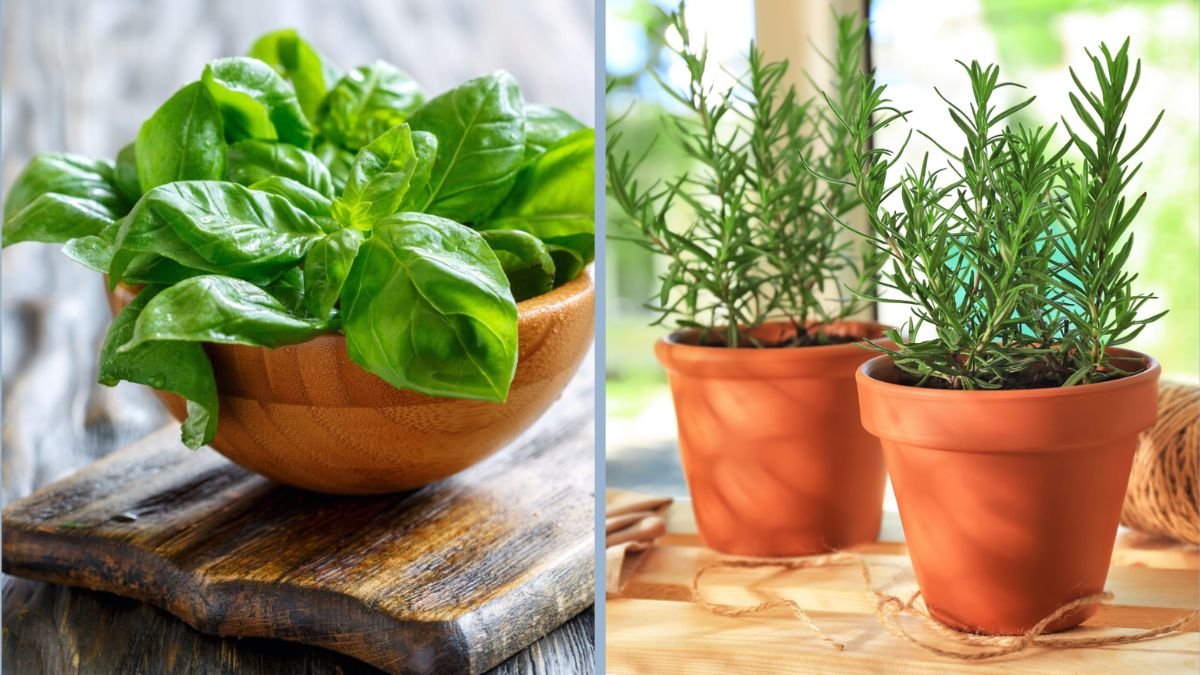 5 Easy Herbs for Beginners to Grow at Home