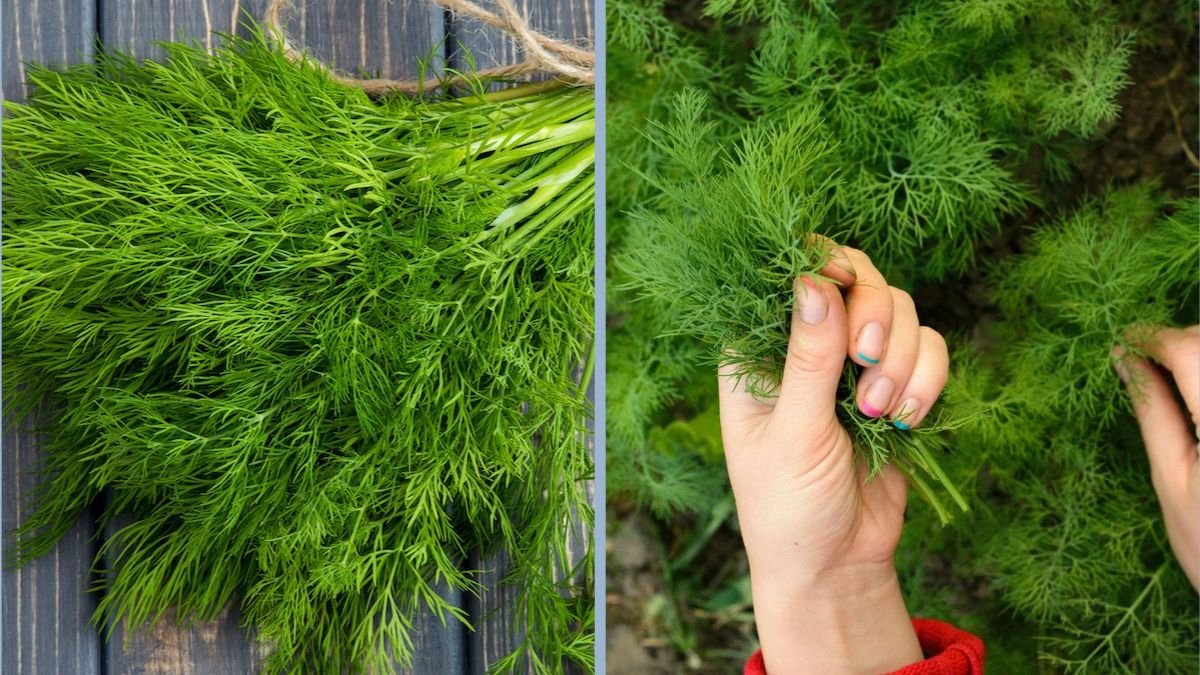 How to Harvest and Store Fresh Dill Properly