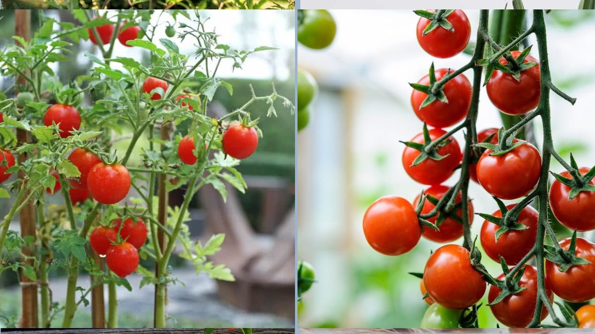 How to Grow Sweet Tomatoes in Small Indoor Pots
