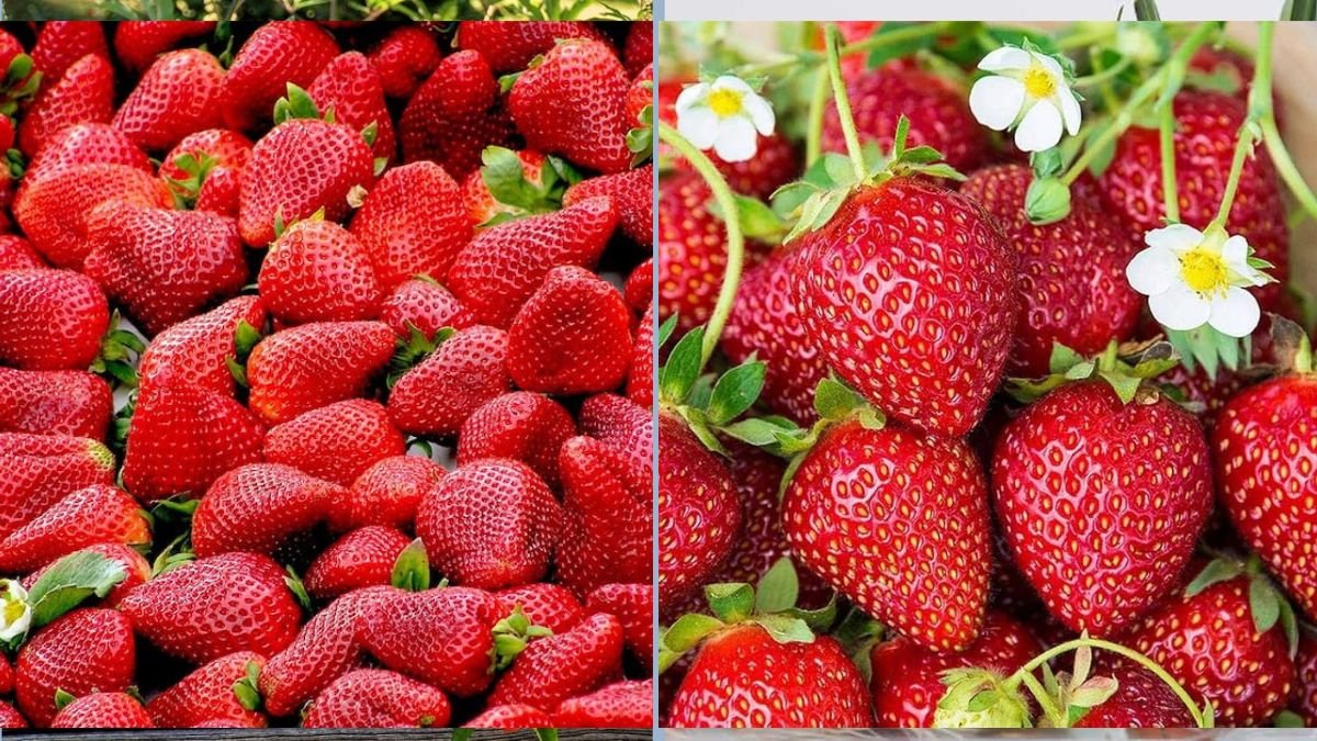 Fresh Strawberries Year-Round on Your Windowsill