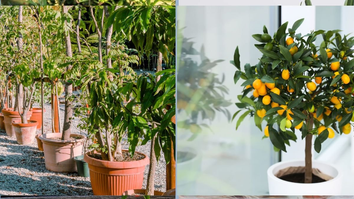 Growing Citrus Trees in Apartment Balconies