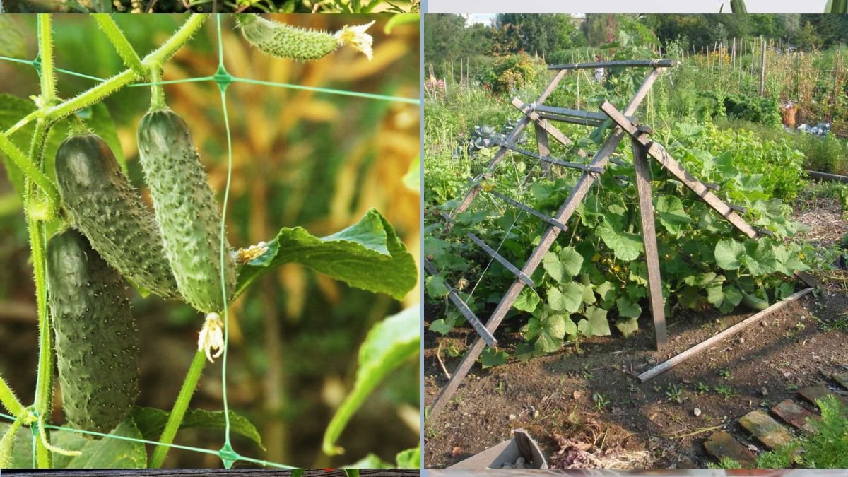 Vertical Gardening Tricks for Cucumbers