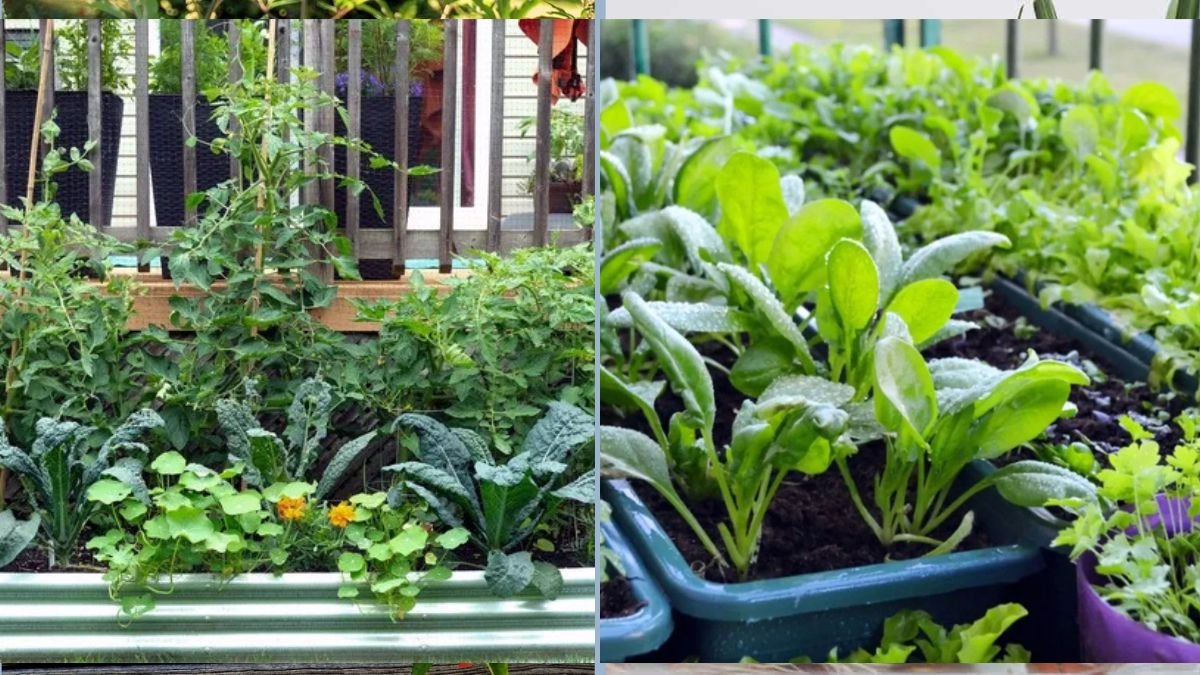 The Best Vegetables for Raised Container Gardens
