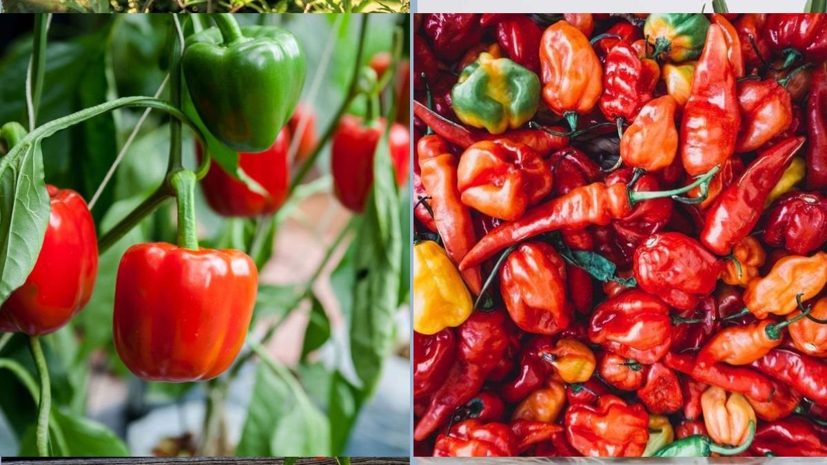 Indoor Peppers: How to Grow and Harvest Anytime