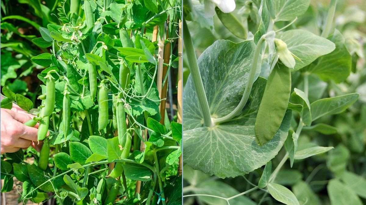 Easy Peas You Can Grow in Any Container