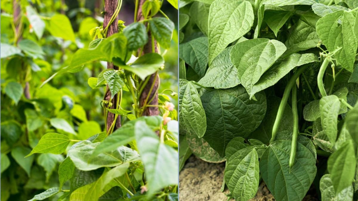 Growing Green Beans Vertically for Space Saving