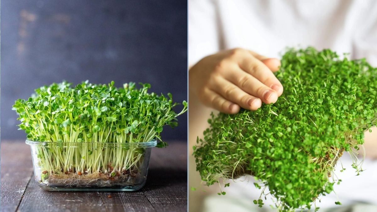 Fast-Growing Microgreens for Home Nutrition
