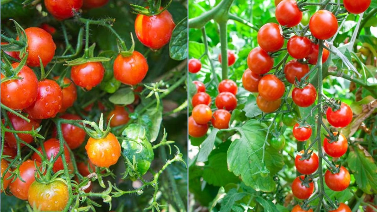 How to Grow Cherry Tomatoes Without a Garden