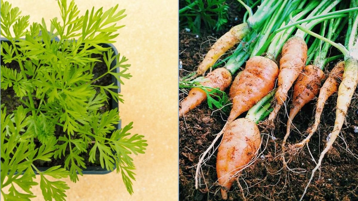 How to Plant Baby Carrots in Containers