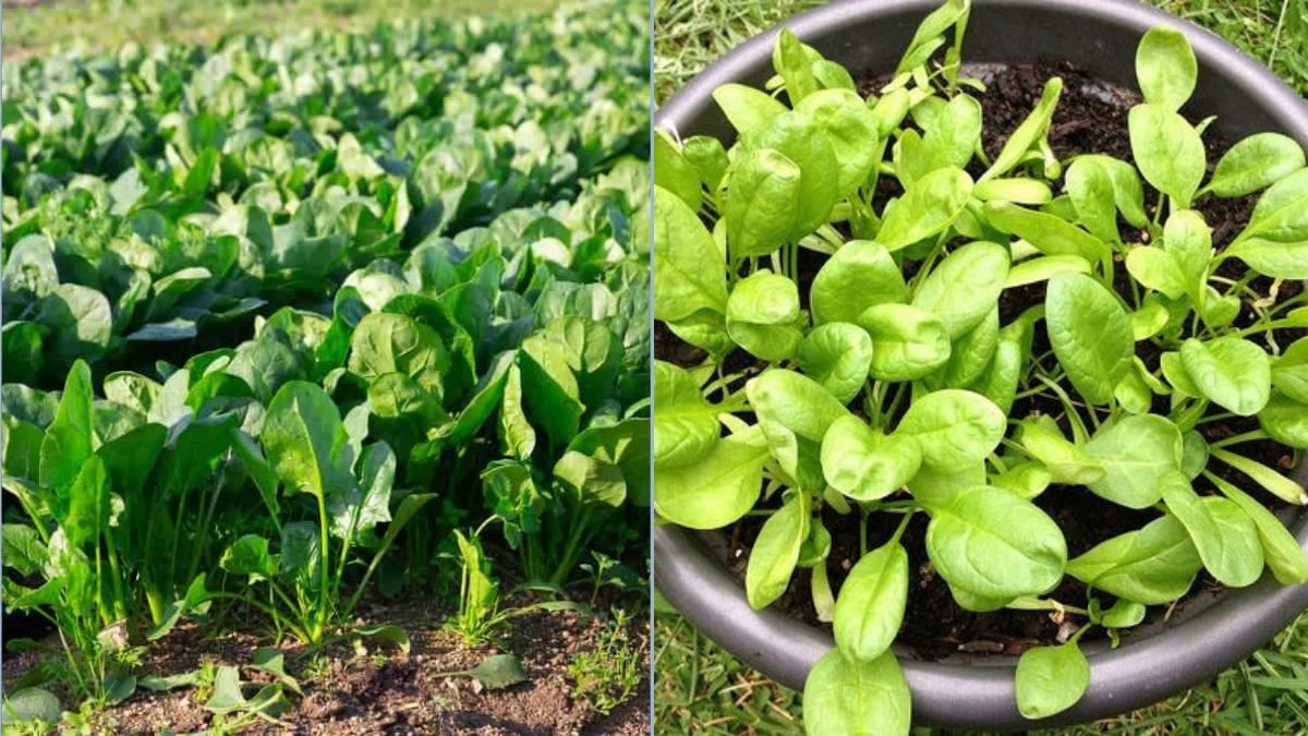 Easy Ways to Grow Spinach Year-Round
