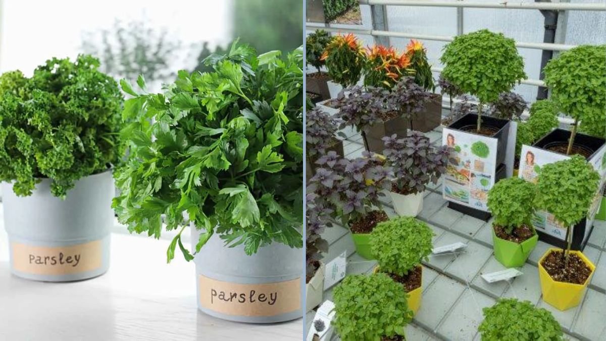 Keeping Garden Herbs Aromatic Indoors