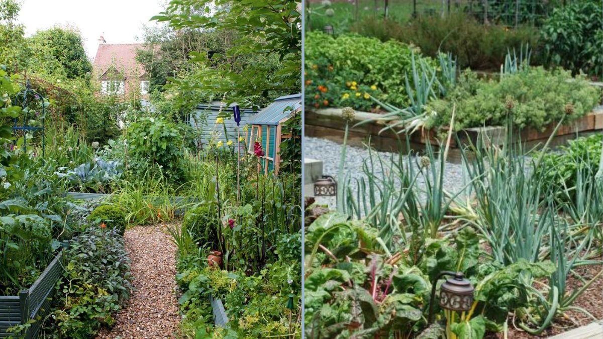 Starting Your First Organic Garden at Home