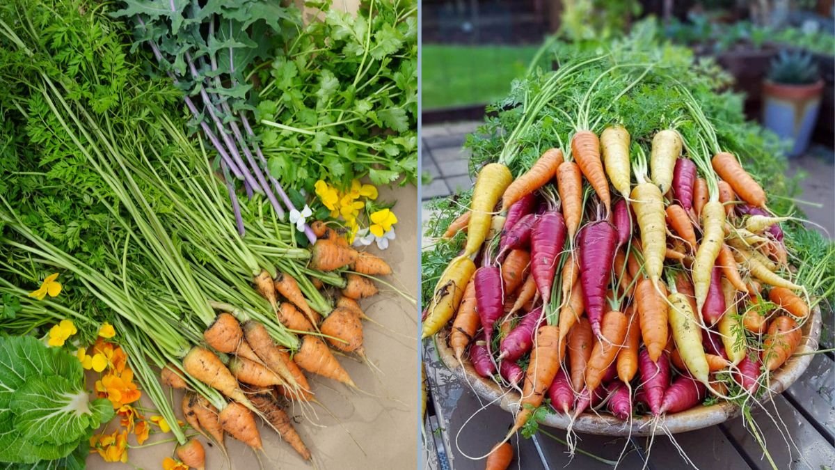 Growing Carrots in Small Spaces