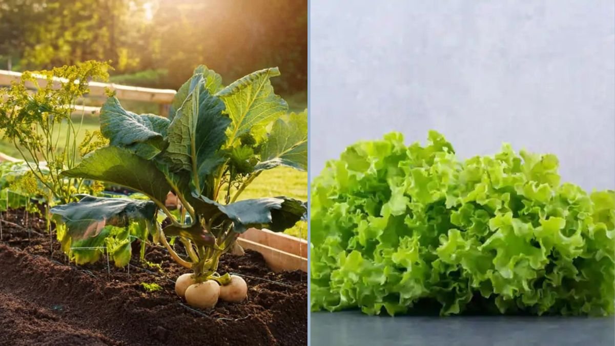 How to Grow Leafy Greens in Containers
