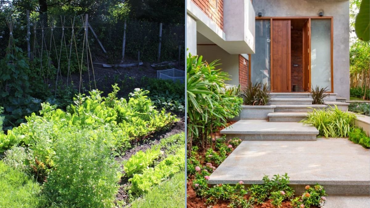 Home Gardening With Limited Sunlight
