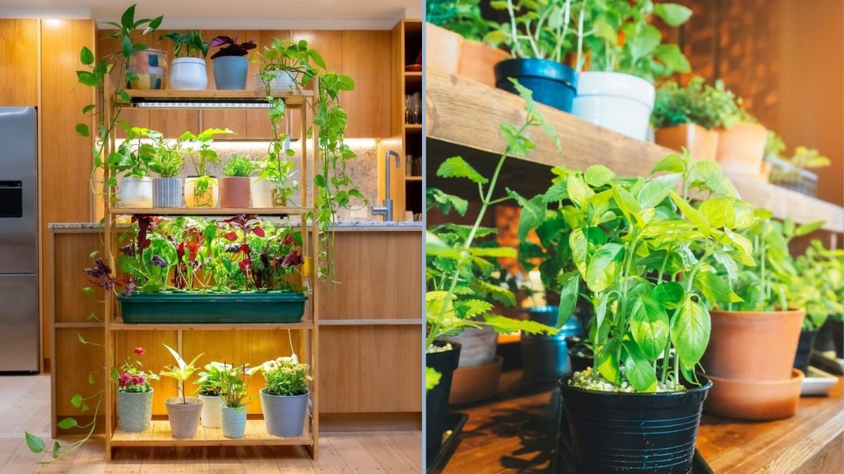 Creative Ideas for Growing Herbs Indoors