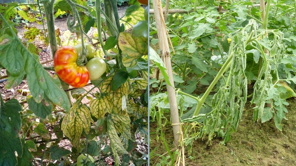 How to Identify Nutrient Deficiencies in Vegetables