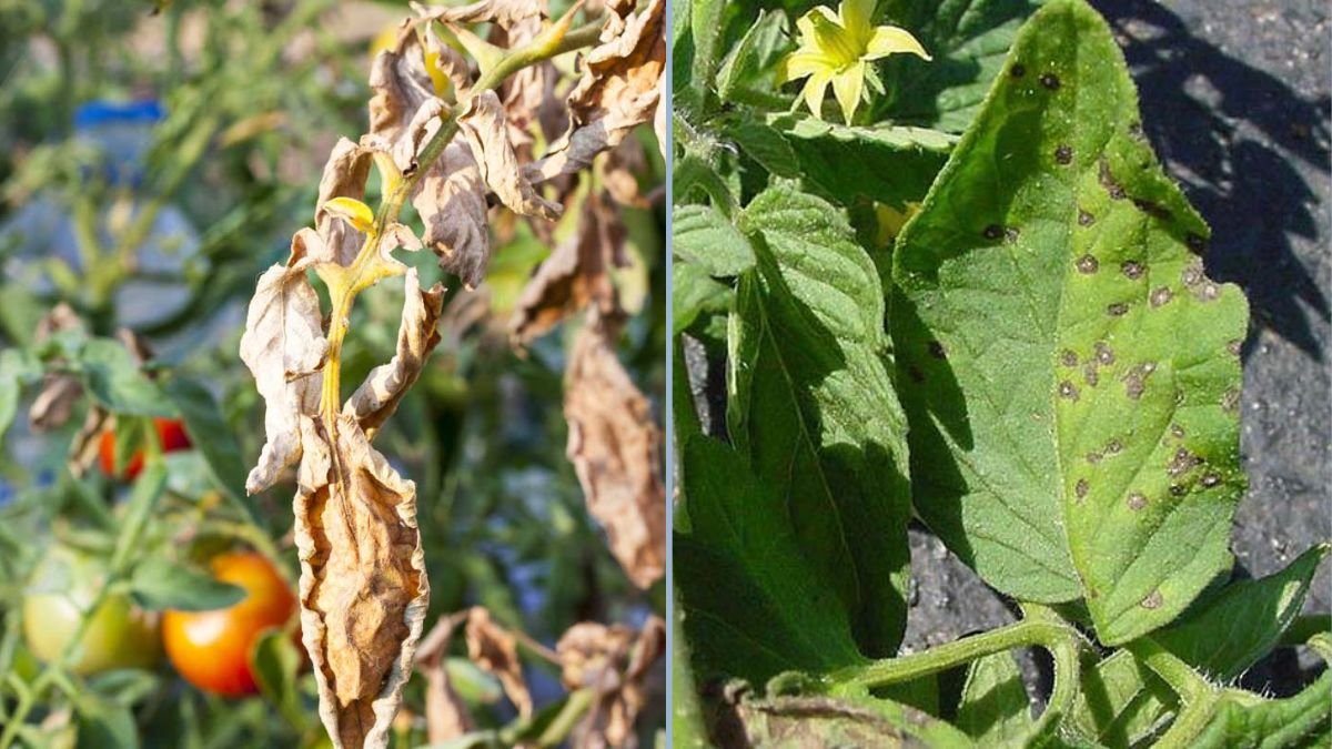 Preventing Leaf Spot in Container Tomatoes