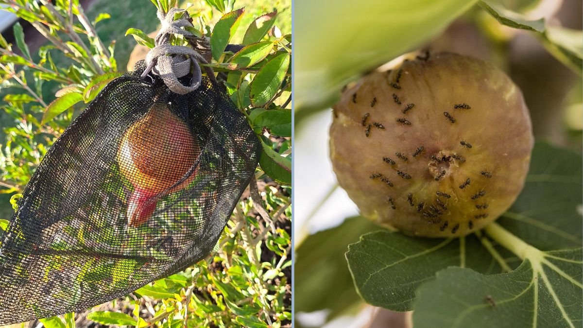 Natural Ways to Protect Fruits From Insects