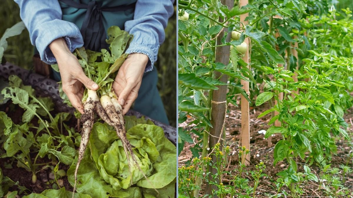 Using Companion Plants to Deter Bugs