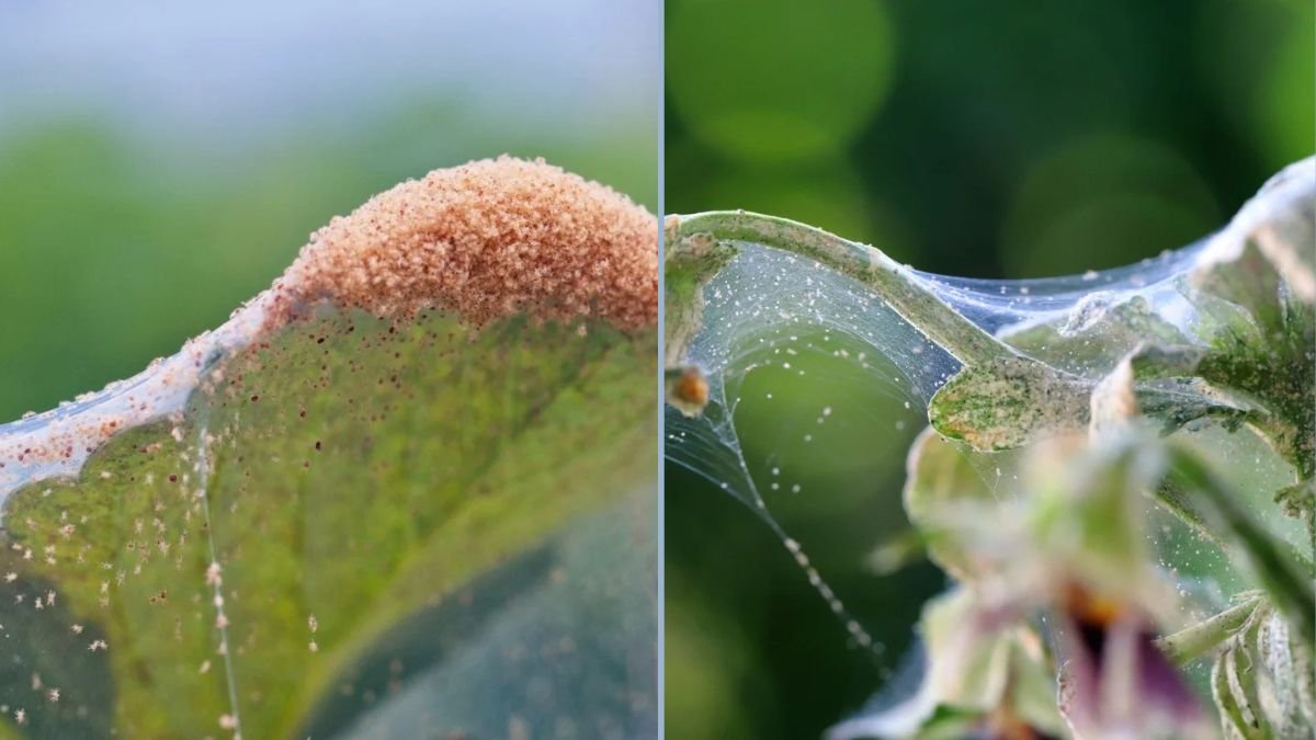 Preventing Spider Mites on Indoor Greens