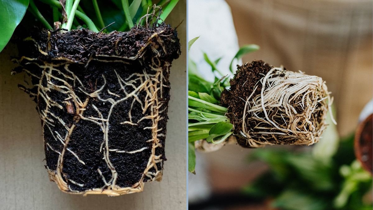 Organic Methods for Healthy Root Development