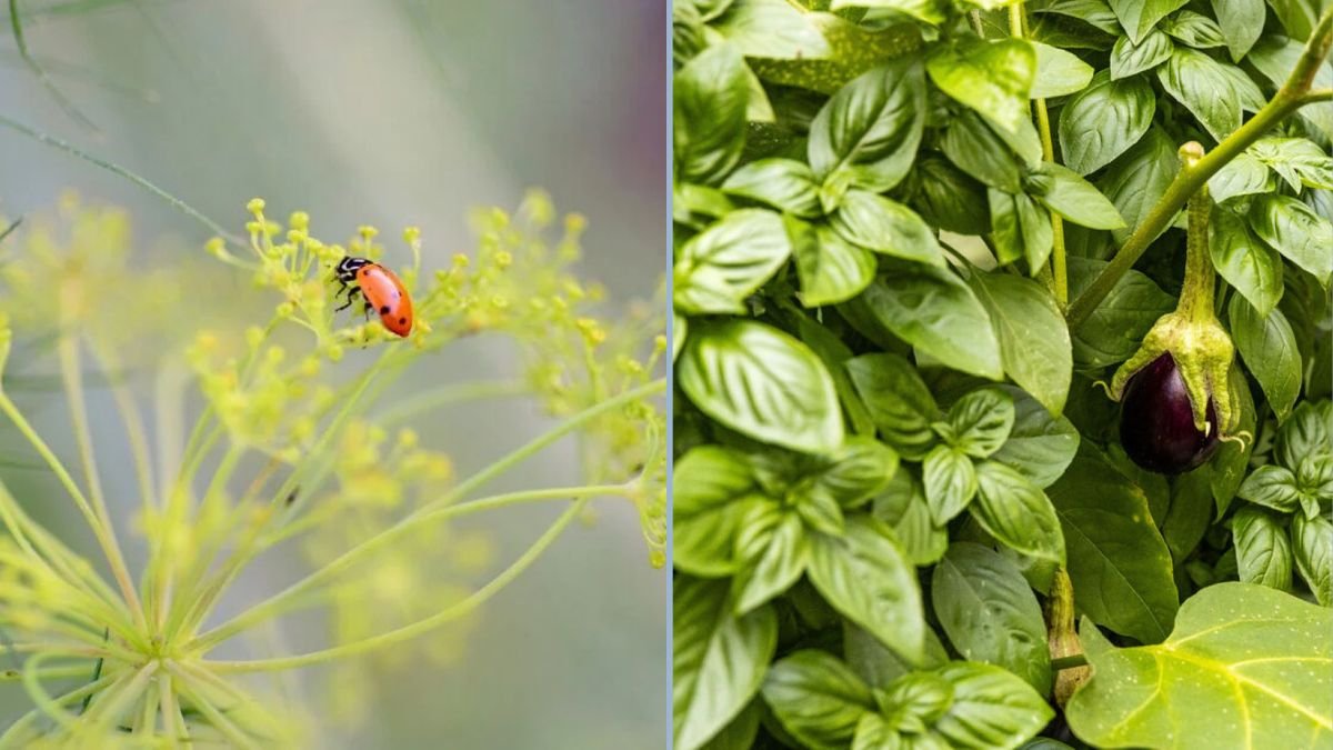 How to Stop Garden Pests Before They Multiply