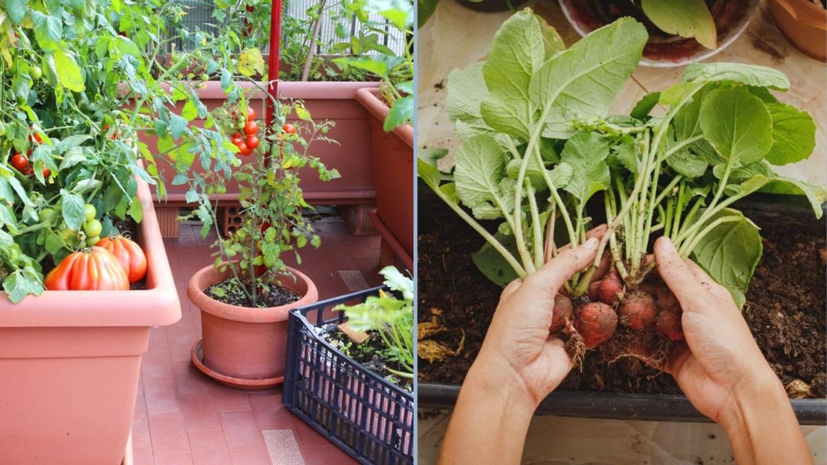 Growing Vegetables All Year in Small Spaces