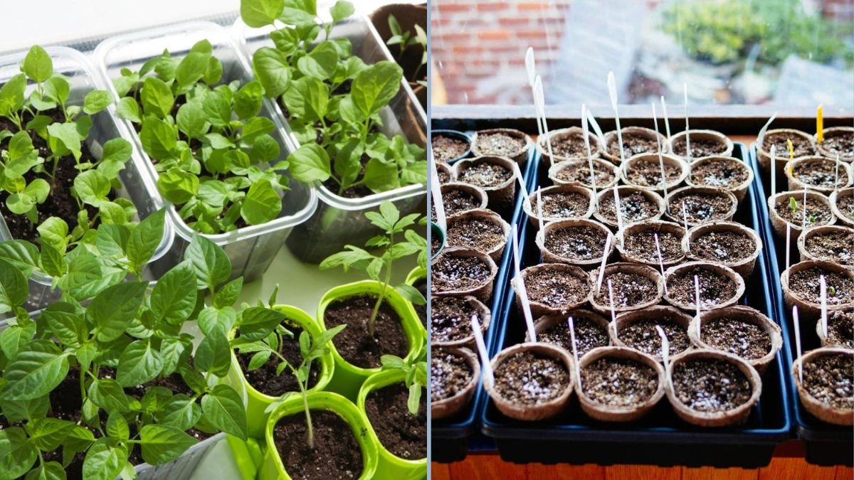 Starting Spring Seeds Indoors for Early Harvest