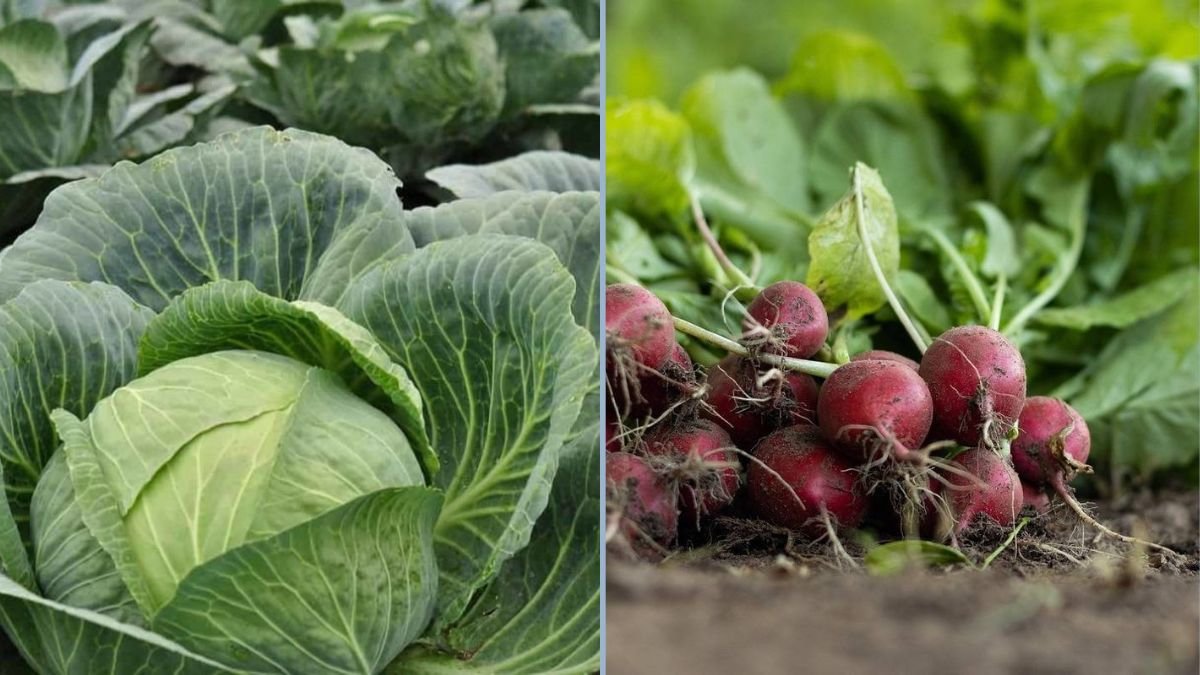 Growing Veggies During Rainy Seasons