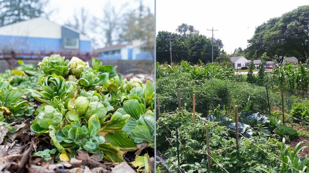 Transitioning Summer Gardens Into Winter Harvests