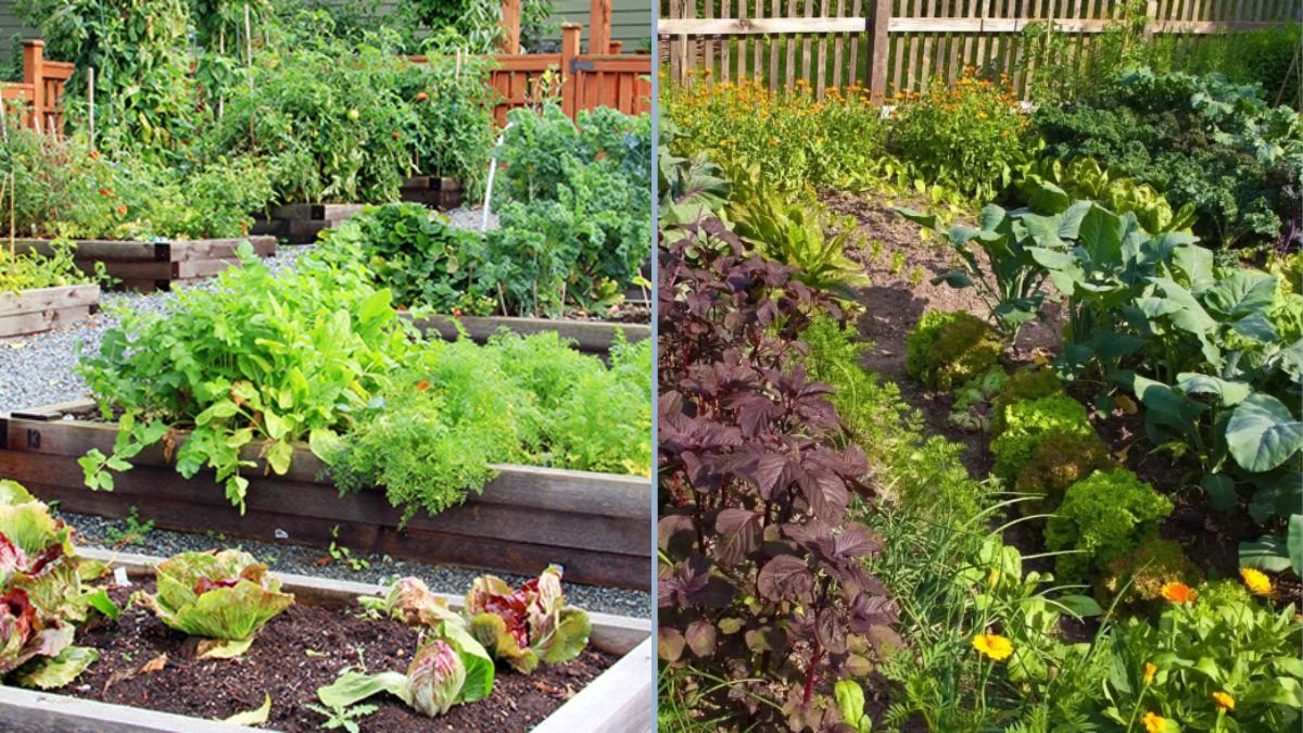 Quick Tips for Summer Vegetable Gardens