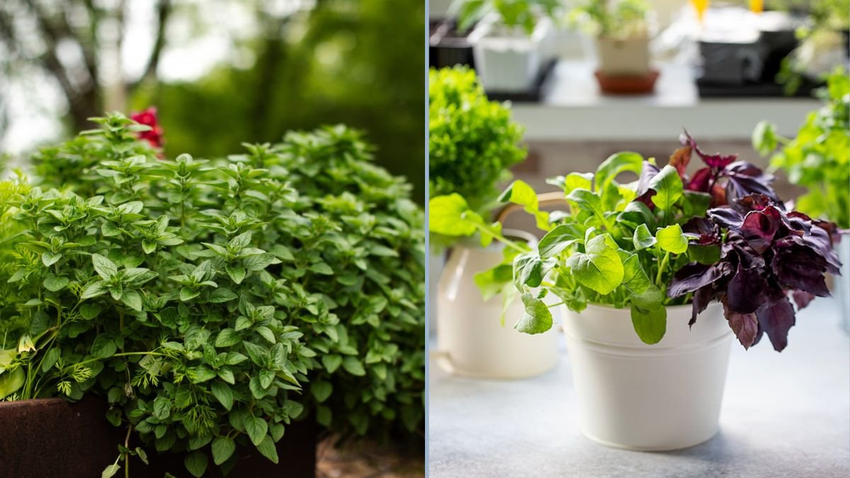 5 Easy Herbs Beginners Can Grow at Home