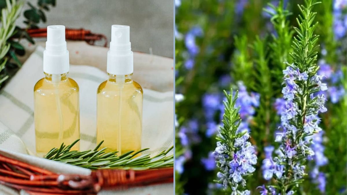 Using Rosemary in Cooking and Remedies