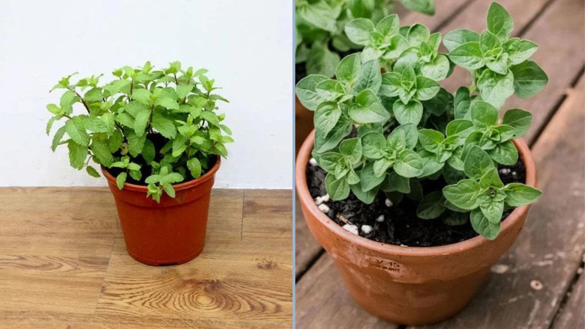 Best Herbs for Compact Kitchens