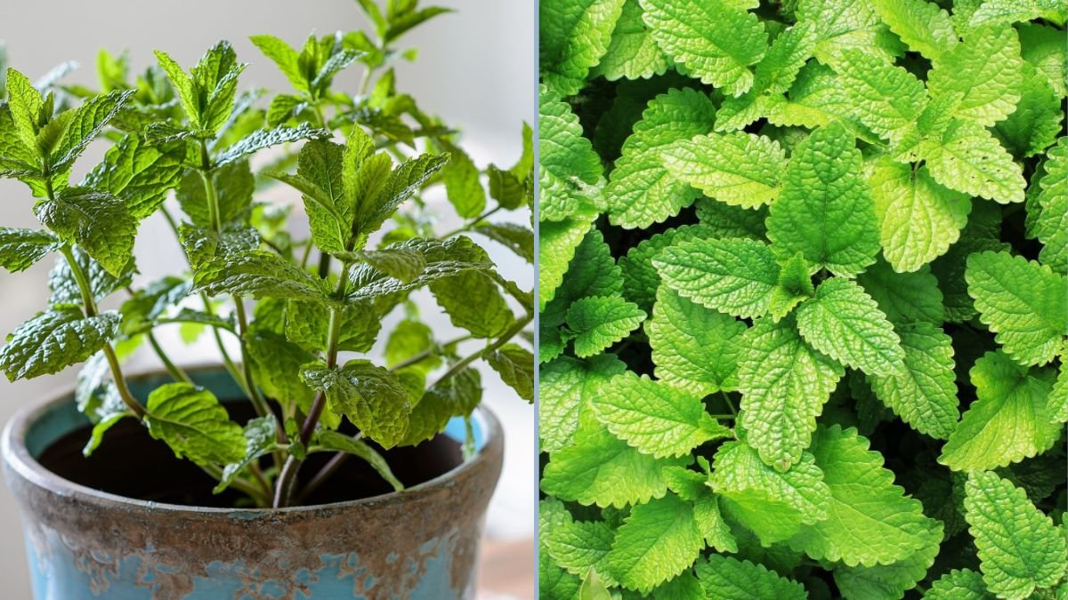 Growing Mint Without It Taking Over