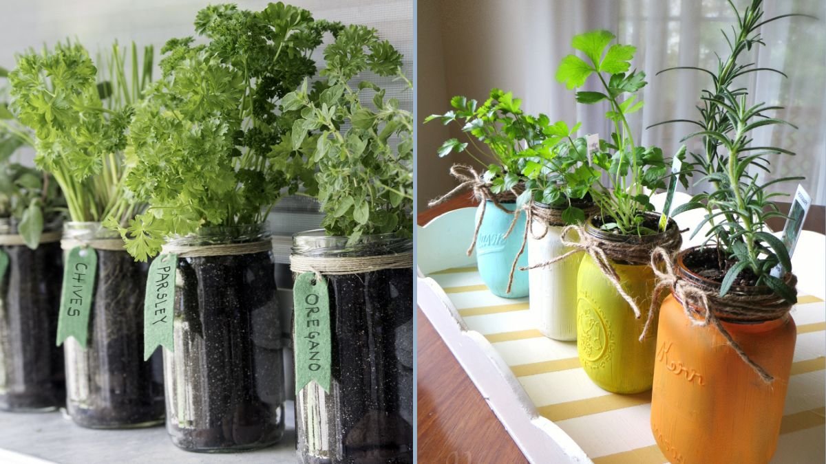 Starting a Kitchen Herb Garden in Jars