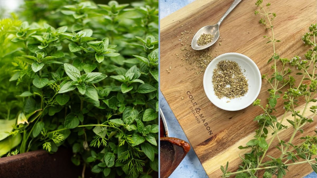 Fresh Oregano for Homemade Sauces