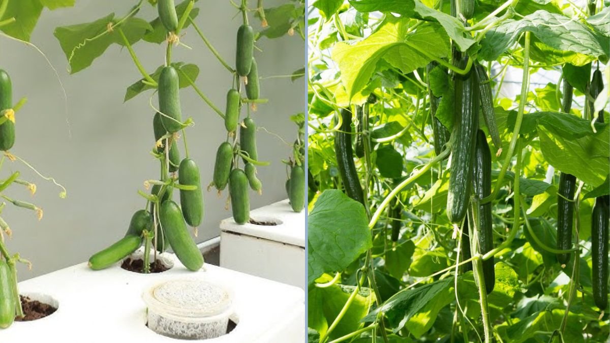 Unbelievably Abundant Fruit: A New Method to Grow Cucumbers at Home