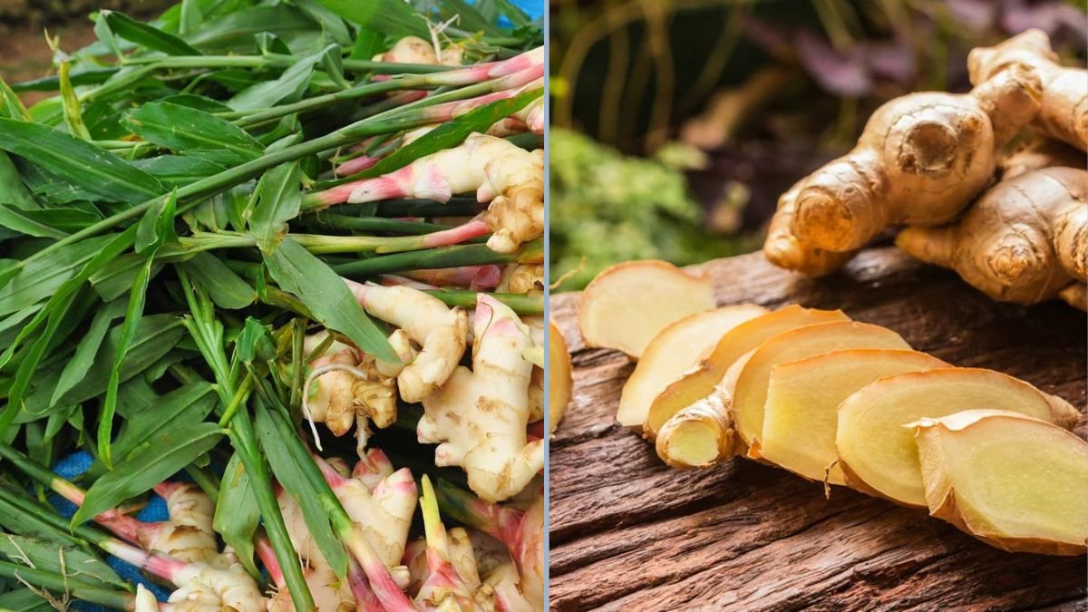 Beginner’s Guide to Growing Ginger – Simple Steps for an Impressive Harvest
