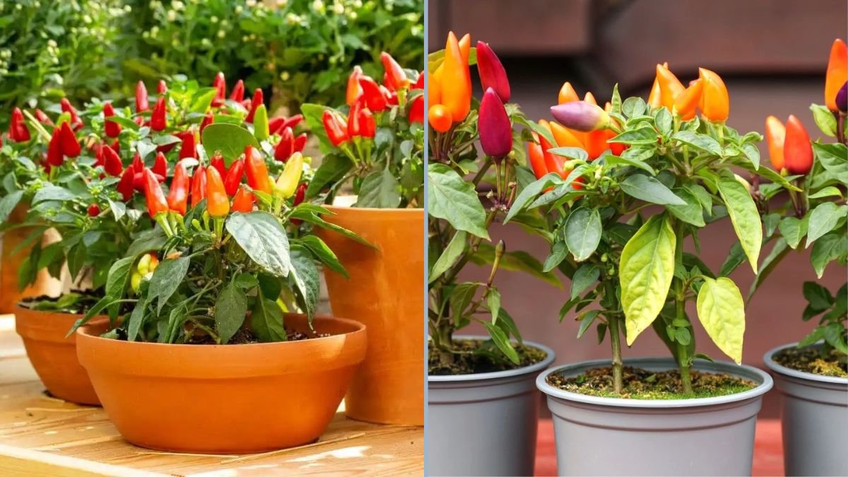 Grow Peppers in Plastic Bottles: A Cost-Free Method for an Amazing Harvest