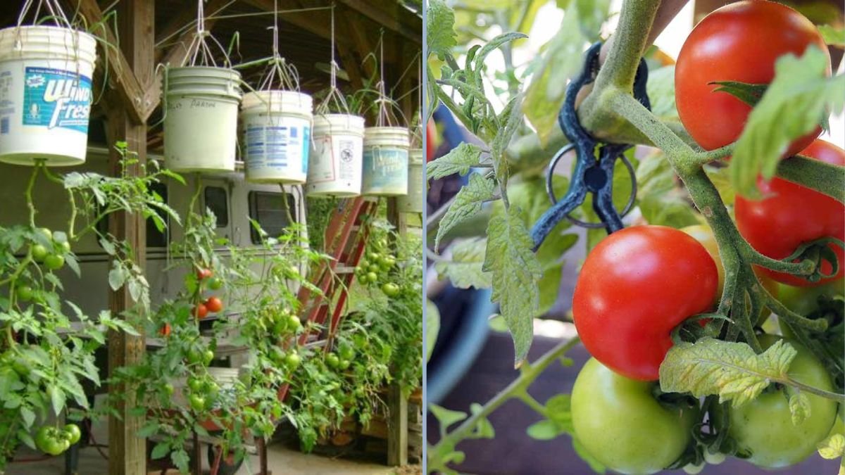 From Trash to Tomato Treasure: Two Easy Ways to Grow Tomatoes at Home Using an Old Drawer and Styrofoam Box